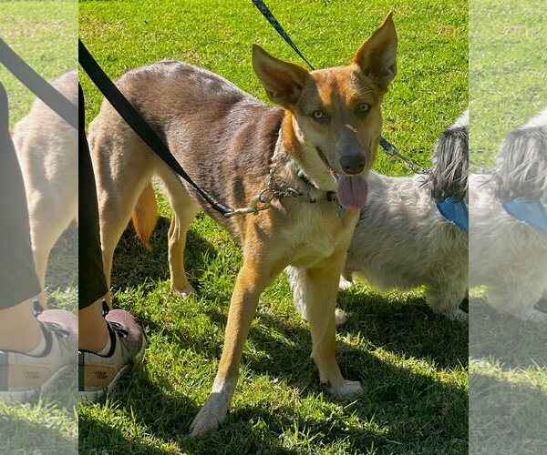 Medium Photo #6 Australian Kelpie-Unknown Mix Puppy For Sale in Newport Beach, CA, USA