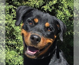 Rottweiler Dogs for adoption in Albuquerque, NM, USA