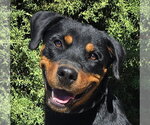 Kind Ms Kairi ~ Radiant Rottie - Female Rottweiler Dog for Adoption - Small photo