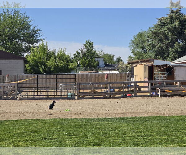 Medium Photo #5 Chihuahua Puppy For Sale in Sandy, UT, USA