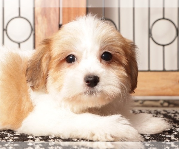 Medium Photo #11 Havanese Puppy For Sale in NAPLES, FL, USA