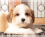 Small Photo #11 Havanese Puppy For Sale in NAPLES, FL, USA
