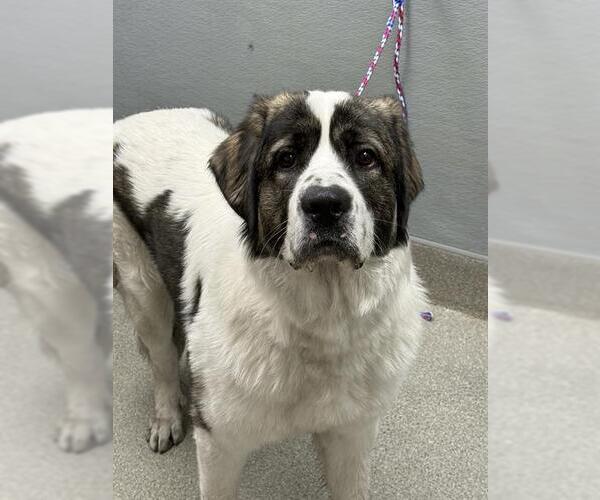 Medium Photo #1 Saint Bernard-Unknown Mix Puppy For Sale in Las Vegas, NV, USA