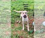 Small #1 Labrador Retriever Mix