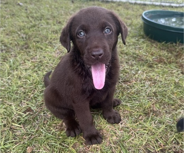 Medium Photo #1 Shepradors Puppy For Sale in LEXINGTON, SC, USA