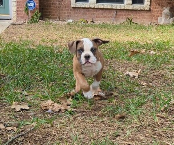 Medium Photo #3 Olde English Bulldogge Puppy For Sale in AUSTIN, TX, USA