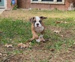 Small #2 Olde English Bulldogge