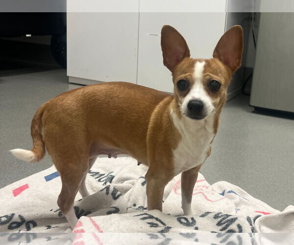 Medium Photo #12 Cheagle Puppy For Sale in San Francisco, CA, USA