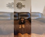 Small Photo #1 Cavalier King Charles Spaniel Puppy For Sale in WAUKON, IA, USA