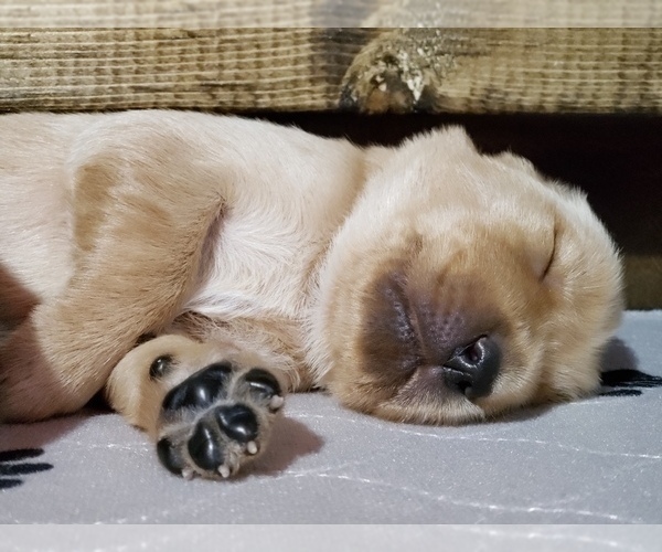 Medium Photo #3 Golden Retriever Puppy For Sale in SAINT LOUIS, MO, USA