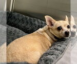 Small Chihuahua
