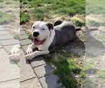 Small American Pit Bull Terrier Mix