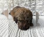 Small #9 Bernedoodle