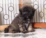 Small Shih-Poo