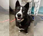 Small #3 Huskies  Mix
