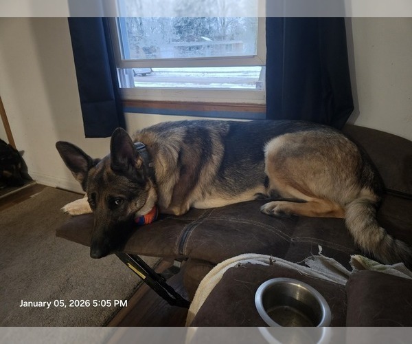 Medium Photo #5 German Shepherd Dog Puppy For Sale in STERLING HEIGHTS, MI, USA