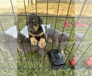 Doberman Pinscher Puppy for Sale in CANYON COUNTRY, California USA