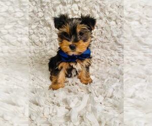 Yorkshire Terrier Puppy for sale in INDIANAPOLIS, IN, USA