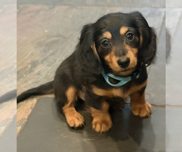 Medium Photo #9 Dachshund Puppy For Sale in WILLIAMSBURG, VA, USA