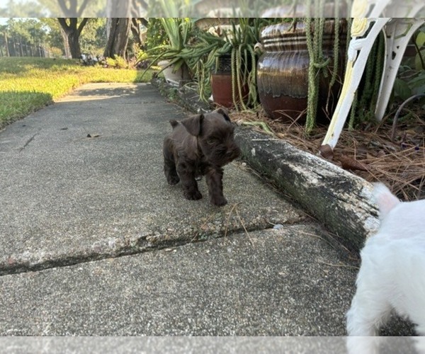 Medium Photo #8 Schnauzer (Miniature) Puppy For Sale in HOUSTON, TX, USA