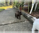 MAPLE - Female Schnauzer (Miniature) Puppy for Sale - Photo #8