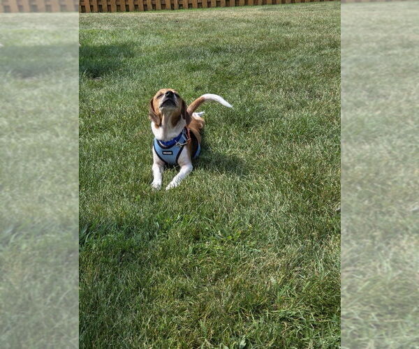 Medium Photo #4 Beagle-Unknown Mix Puppy For Sale in Mundelein, IL, USA