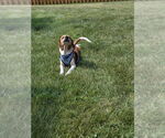 Small #3 Beagle Mix