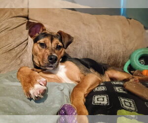 Subaru - Female German Shepherd Dog-Unknown Mix Dog for Adoption - Photo #4