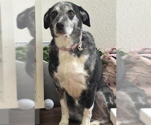 Mutt Dogs for adoption in San Antonio, TX, USA