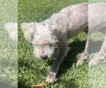 Small #2 Poodle (Miniature) Mix