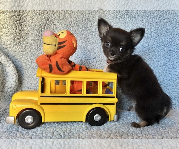 Medium Photo #5 Chihuahua Puppy For Sale in NEWVILLE, PA, USA