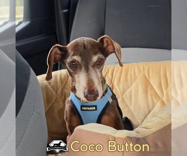 Medium Photo #5 Dachshund Puppy For Sale in San Antonio, TX, USA