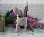 Small #19 Chihuahua