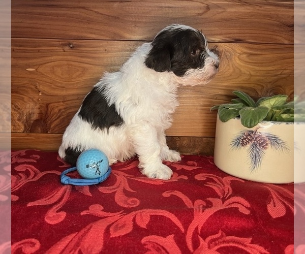 Medium Photo #4 Schnauzer (Miniature) Puppy For Sale in BIG CABIN, OK, USA