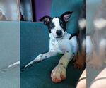 Small #20 Rat Terrier Mix