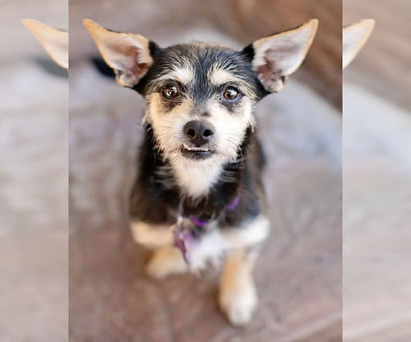 Medium Photo #1 Mutt Puppy For Sale in Corona, CA, USA