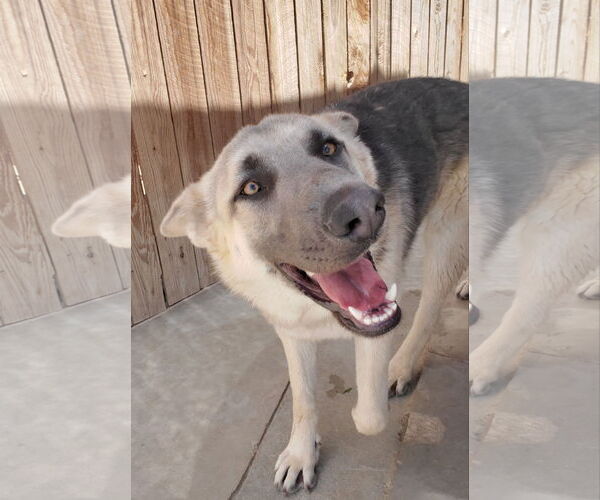 Medium Photo #11 German Shepherd Dog Puppy For Sale in Apple Valley, CA, USA