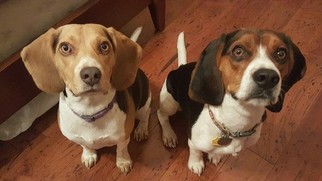 Father of the Beagle puppies born on 07/13/2017