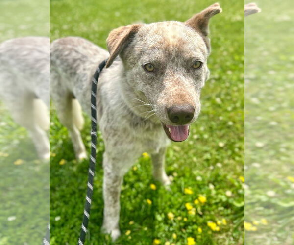 Medium Photo #2 Mutt Puppy For Sale in Jefferson, WI, USA