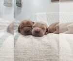 Small #5 Golden Retriever