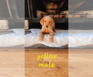 Golden Labrador Puppy for Sale in HAYWARD, Wisconsin USA