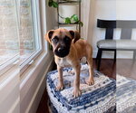 Small American Pit Bull Terrier Mix
