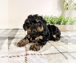 Small #2 Yorkipoo