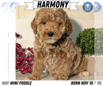 Puppy Harmony Poodle (Miniature)