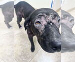Small #6 Labrador Retriever Mix