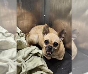 Chihuahua-Unknown Mix Dogs for adoption in San Antonio, TX, USA