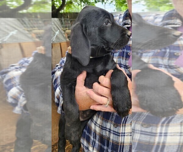 Medium Photo #2 Labrador Retriever Puppy For Sale in IONE, CA, USA