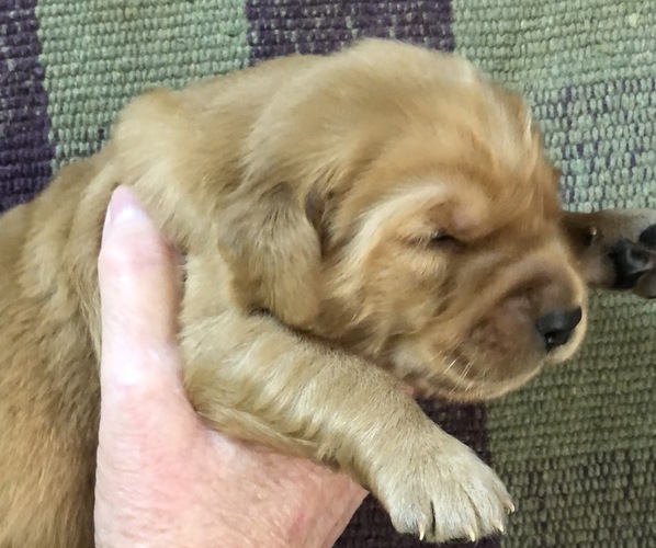 Medium Photo #4 Golden Retriever Puppy For Sale in MCCOMB, MS, USA