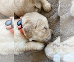 Small Photo #3 Golden Retriever Puppy For Sale in BROAD BROOK, CT, USA