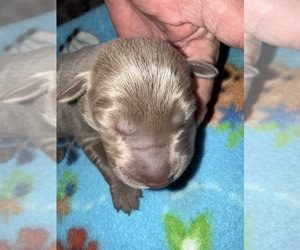 Labrador Retriever Puppy for sale in OSYKA, MS, USA